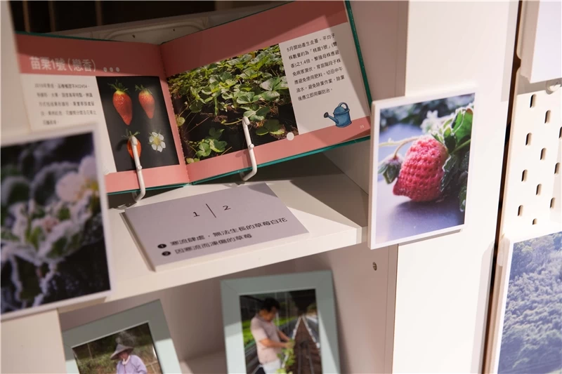 【 馬拉邦山的嬌貴果實 】「領路的人」草莓栽種相關展品-圖片